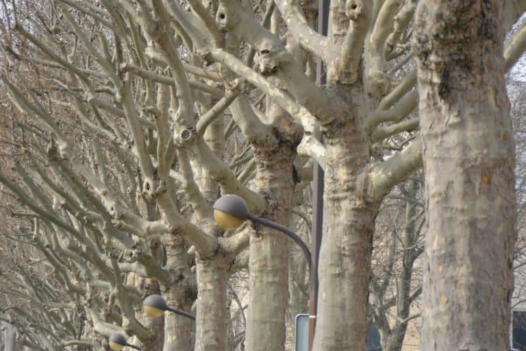 Eiffel Tower and vicinity – trees and lamps, Mar.2015 (París)