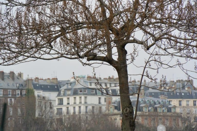 Eiffel Tower and vicinity – tree and town, Mar.2015 (París)