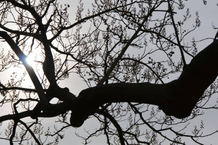 Eiffel Tower and vicinity – tree and light, Mar.2015 (París)