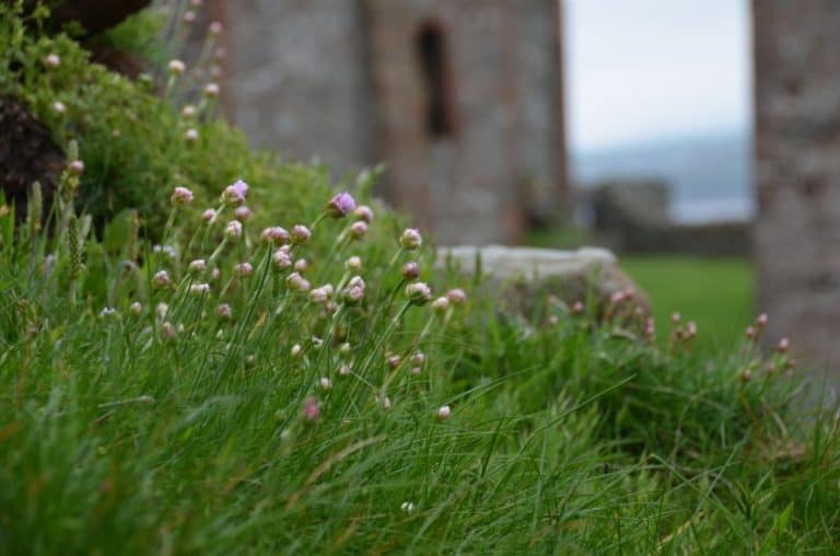 Isle of Man, Peel – small flowers, May, 2014 (Isla de Man)