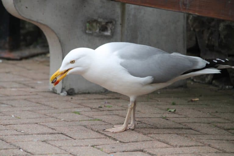 Isle of Man, Peel – a seagull, May, 2014 (Isla de Man)