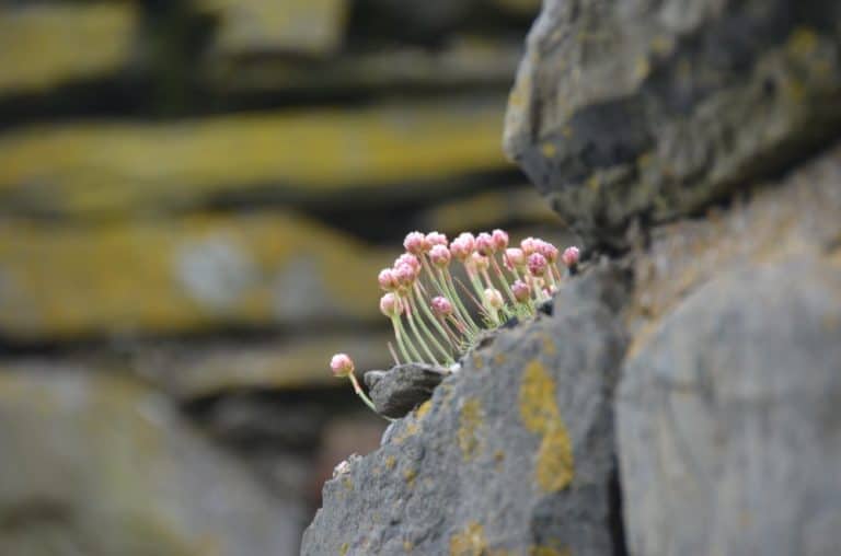 Isle of Man, Peel – flowers on rock, May, 2014 (Isla de Man)