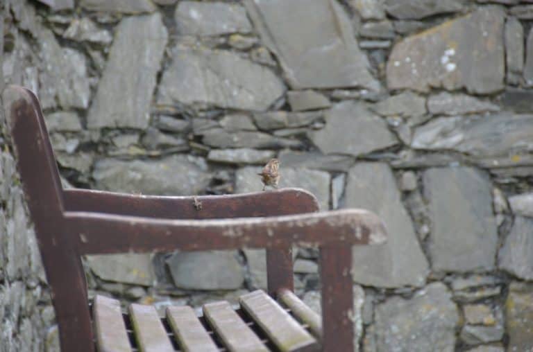 Isle of Man, Peel – sparrow, May, 2014 (Isla de Man)