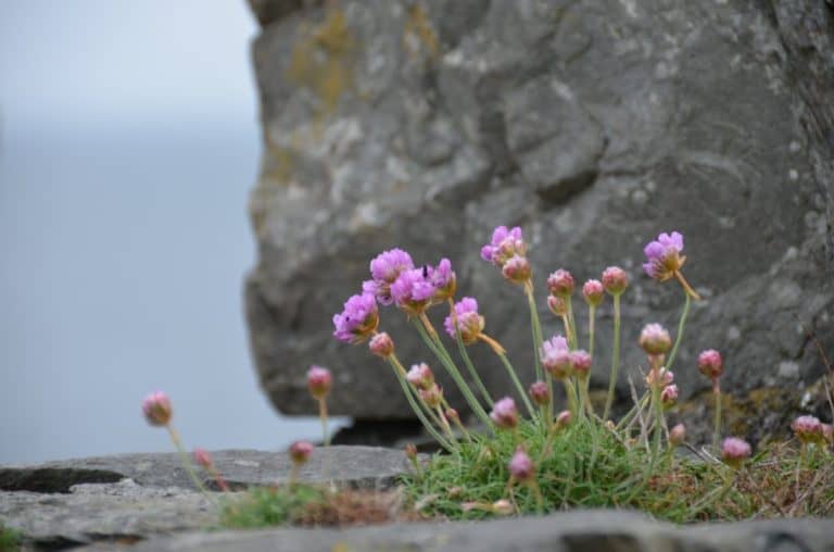 Isle of Man, Peel – pink, May, 2014 (Isla de Man)