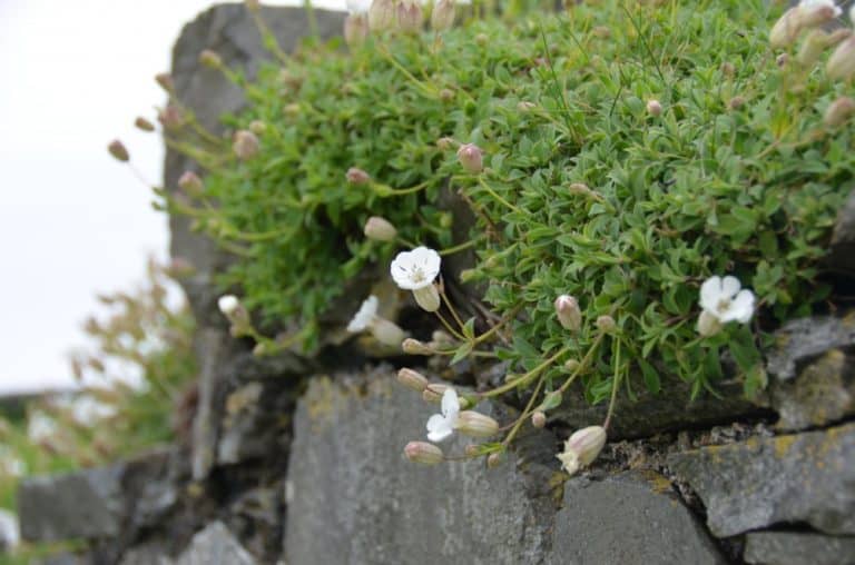 Isle of Man, Peel – white flowers, May, 2014 (Isla de Man)