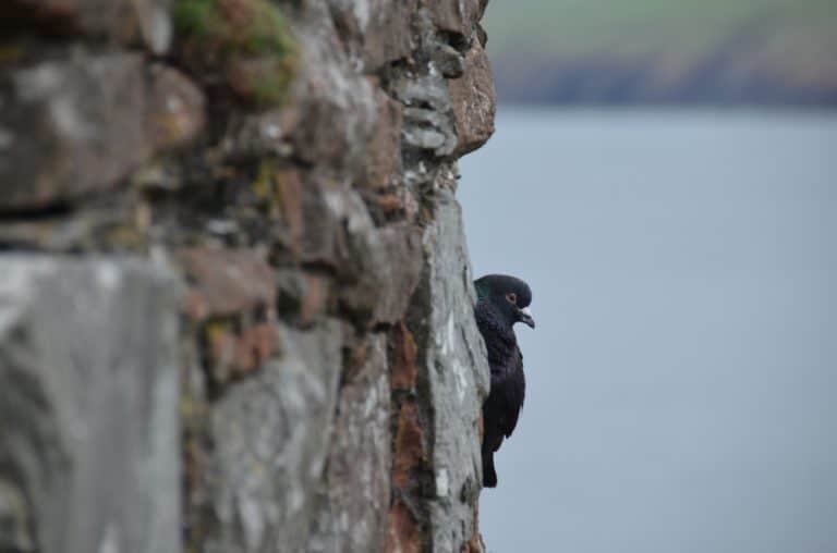 Isle of Man, Peel – profile, May, 2014 (Isla de Man)
