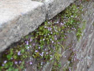 Isle of Man, Laxey – helmets, May 2014