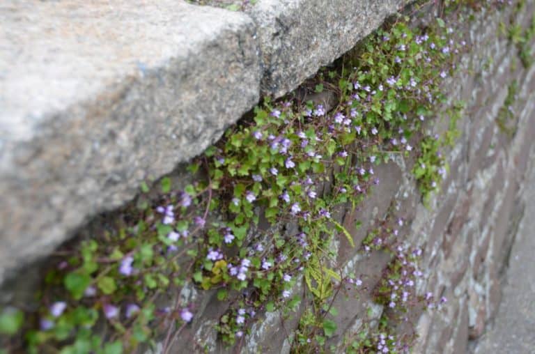 マン島、ピール－石垣の花 2014年5月 (マン島)