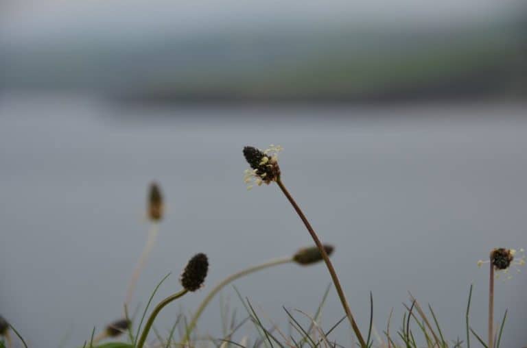Isle of Man, Peel – plant, May, 2014 (Isle of Man)