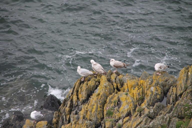 Isle of Man, Peel – seagulls, May, 2014 (Isla de Man)