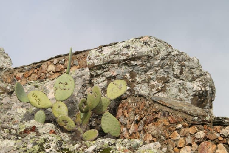 Portogallo, Penha Garcia – cactus, nov. 2014 (Monsanto)