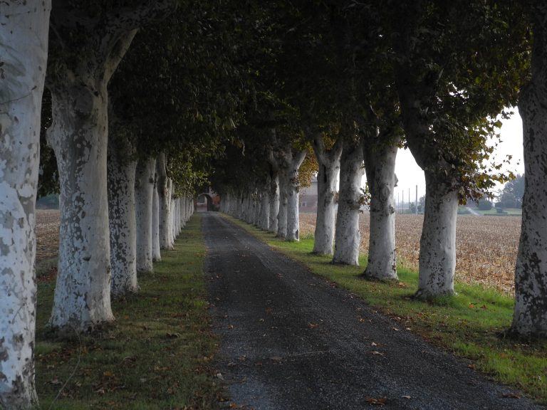 Piedmont (1) (Piemonte)