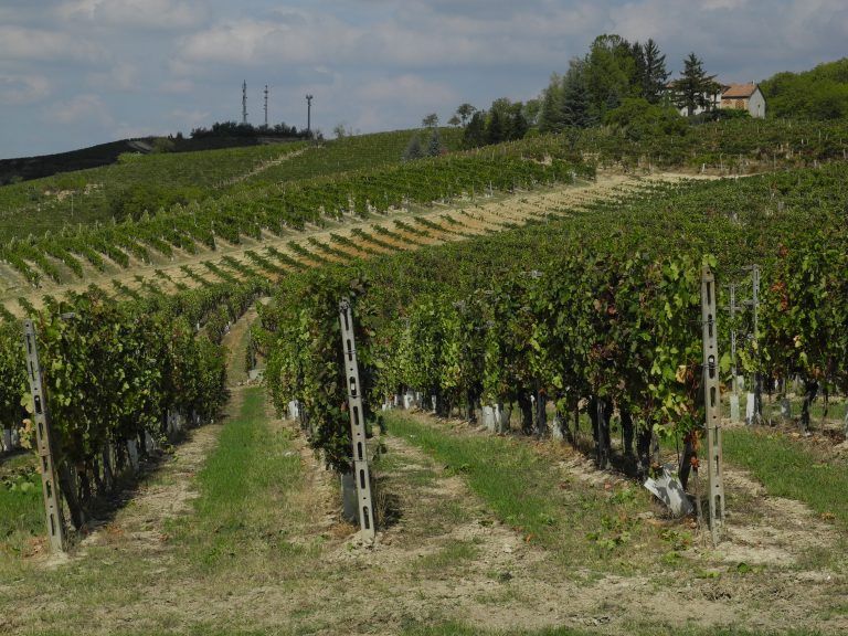 In Piemonte per comprare il vino