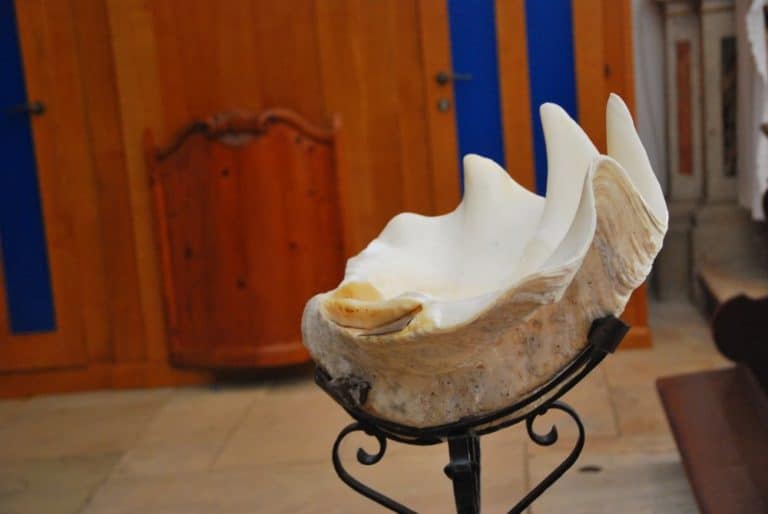 Slovenia, Pirano – conchiglia, feb, 2014 (Piran)