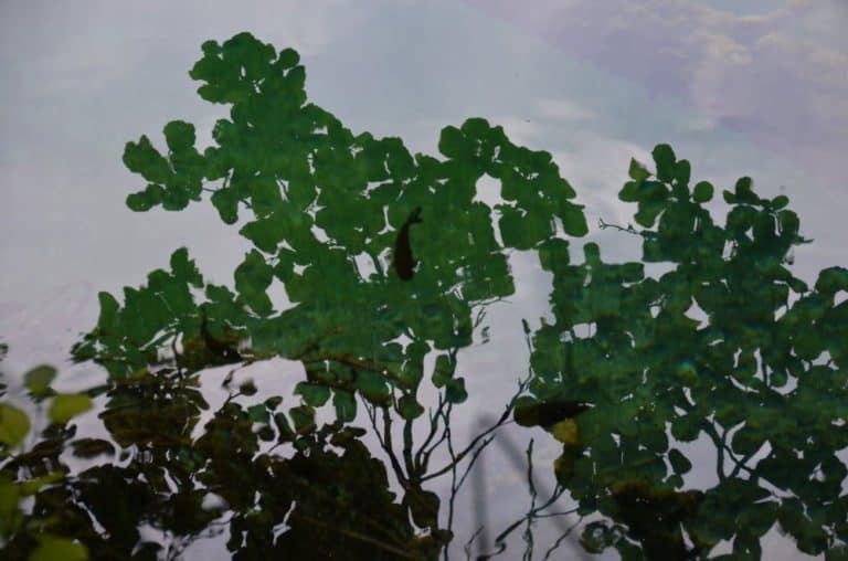 Croazia, Pitvice – riflesso di foglie, lug. 2014 (Plitvice)