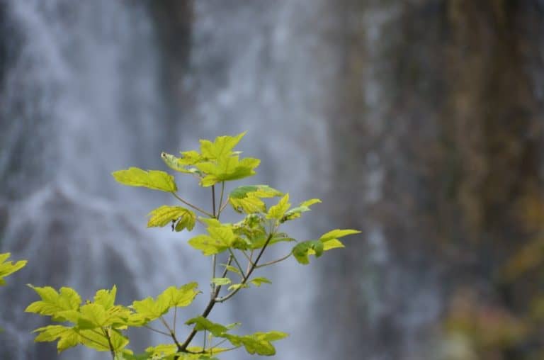 Plitvice (15) (プリトヴィツェ)