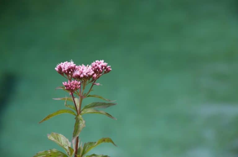 Plitvice (22) (プリトヴィツェ)