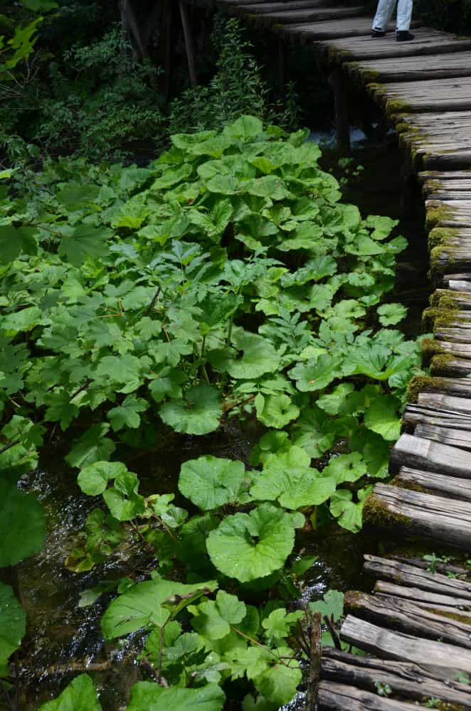 Croatia, Plitvice – curve, July 2014 (Plitvica)