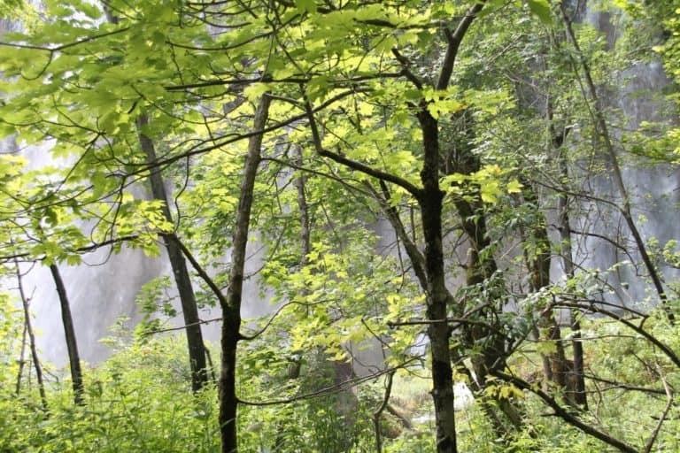 Croatia, Plitvice – waterfall behind trees, July 2014 (Plitvica)