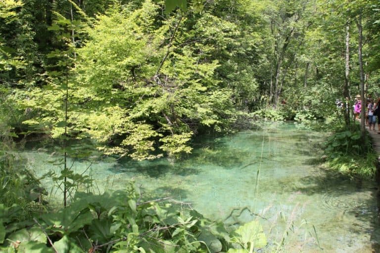 Croatia, Plitvice – trees, July 2014 (Plitvica)