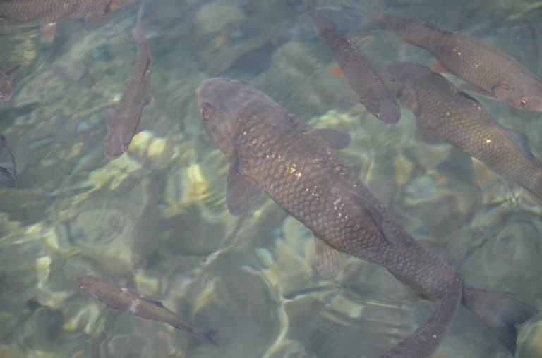 Croatia, Plitvice – big fish, July 2014 (Plitvica)