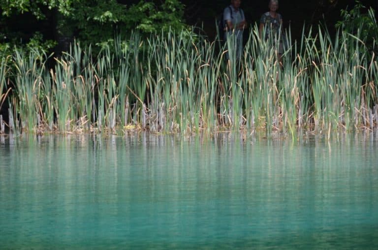 Croatia, Plitvice – grass and water, July 2014 (Plitvica)
