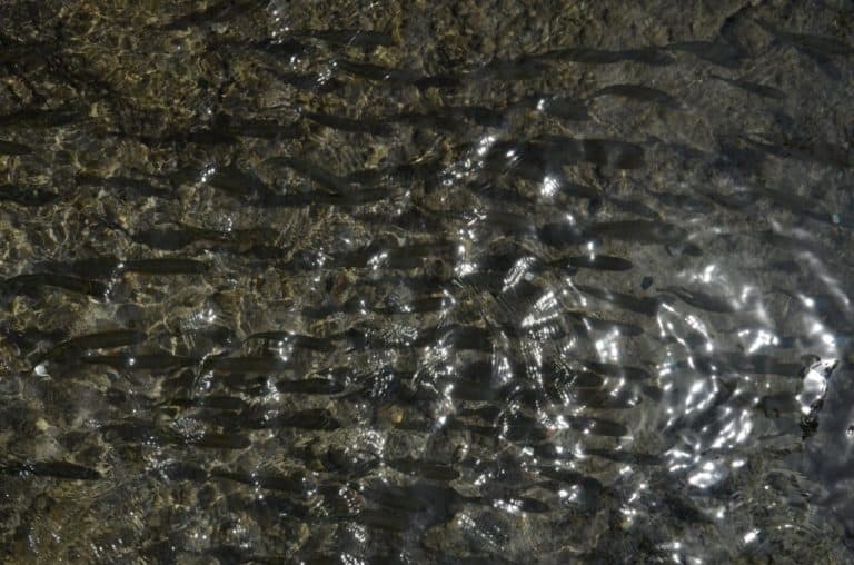 Croatia, Plitvice – a school of fish, July 2014 (Plitvica)