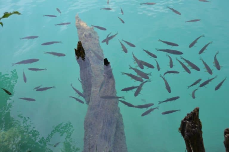 Croatia, Plitvice – fish, July 2014 (Plitvica)