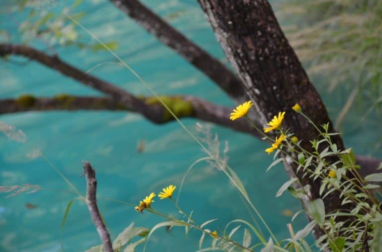 Croatia, Plitvice – yellow flowers, July 2014 (Plitvica)