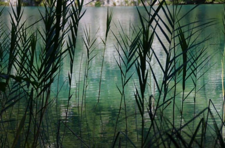 Croatia, Plitvice – grass, July 2014 (Plitvica)