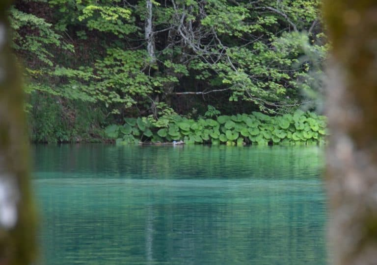 Plitvice (8) (プリトヴィツェ)