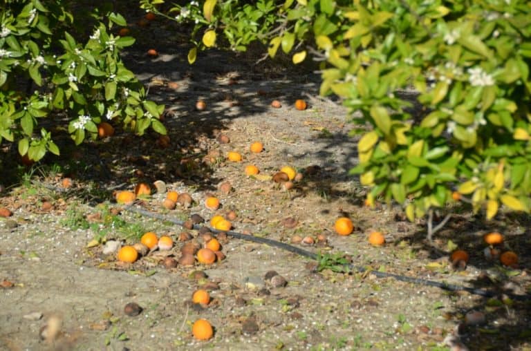 Polis – fallen oranges, Apr.2015