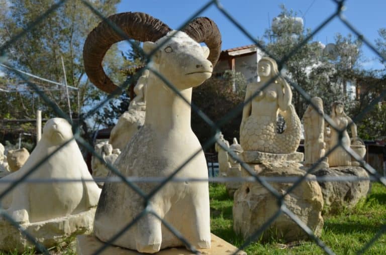 Polis – sheep, Apr.2015