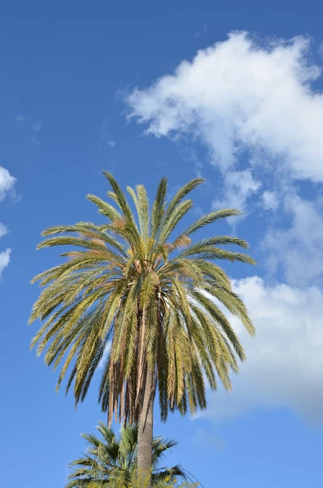 Polis – palm tree, Apr.2015