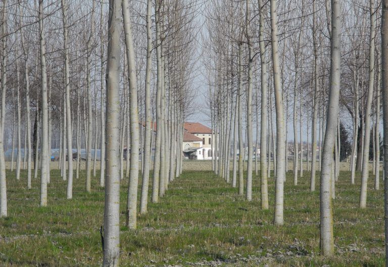 Pomponesco- (21) (Lombardia)