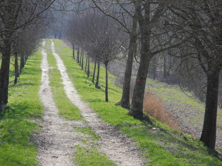 Pomponesco- (5) (Lombardia)