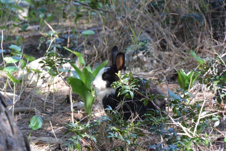 ウサギ島－ウサギ 2017年10月 (プーリア州)