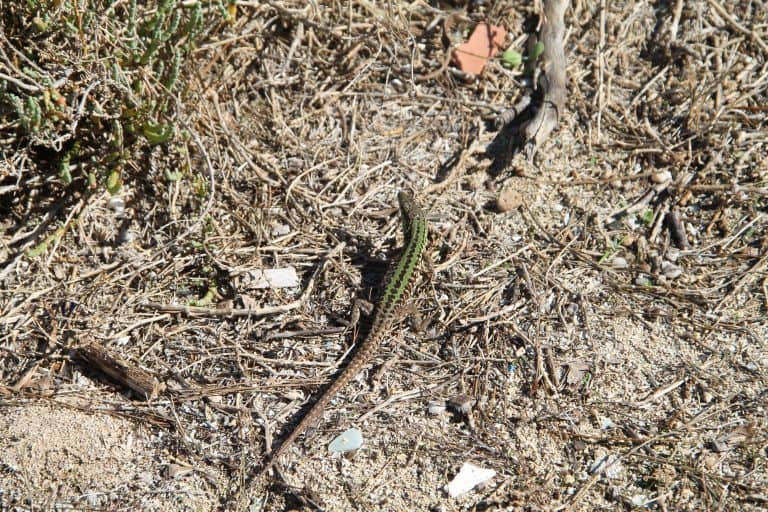 ウサギ島－トカゲ 2017年10月 (プーリア州)