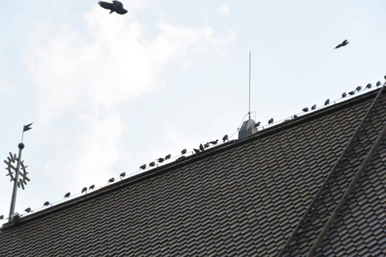 old town – birds, Aug.2015 (Porvoo)