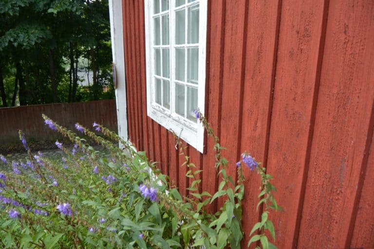 old town – red house and flowers, Aug.2015 (Porvoo)