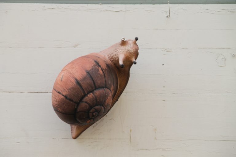 old town – snail, Aug.2015 (Porvoo)