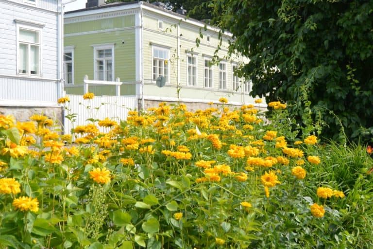 old town – yellow flowers, Aug.2015 (Porvoo)