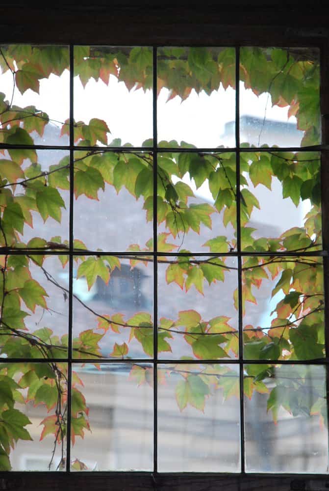 Czech, Prague – leaves on window, Sept.2013 (Praga)
