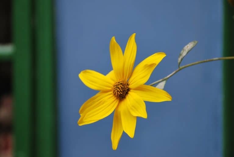 Czech, Prague – yellow flower, Sept.2013 (Prague)