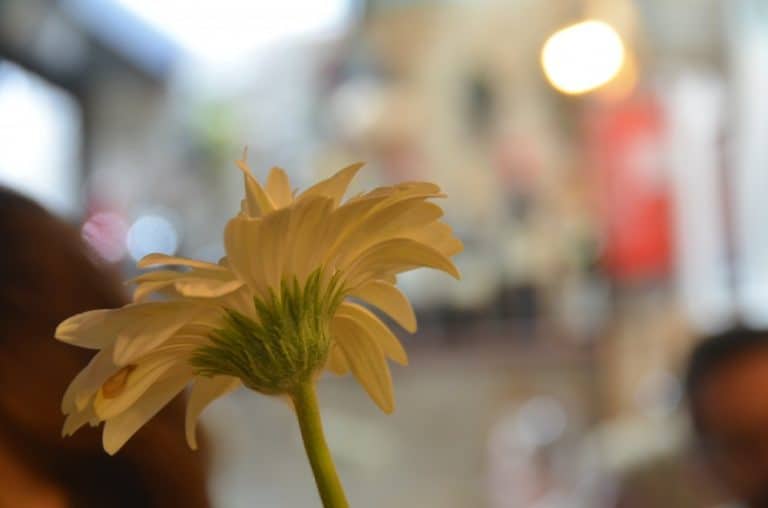 イタリア、アルベロベッロ－花 2013年3月 (プーリア州)