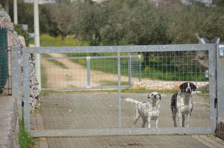 イタリア、アルベロベッロ－犬 2013年3月 (プーリア州)