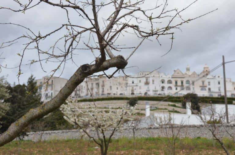 イタリア、ロコロトンド－枝 2013年3月 (プーリア州)