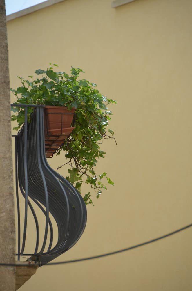 イタリア、オトラント－植物のある窓 2013年4月 (プーリア州)