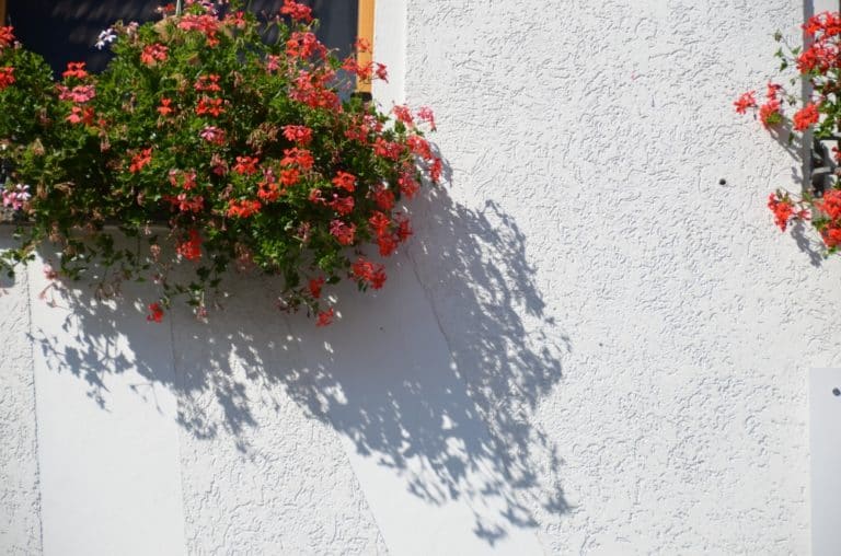 Radeburg – flowers and shadow, Sept.2015