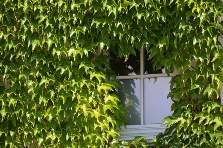 Radeburg – window and ivy, Sept.2015